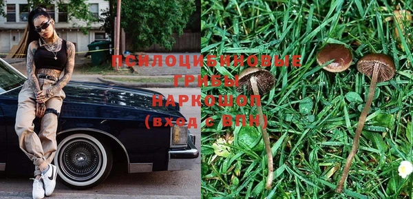 сатива Новокубанск